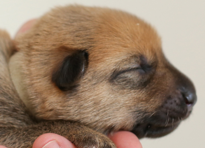 chinook puppy